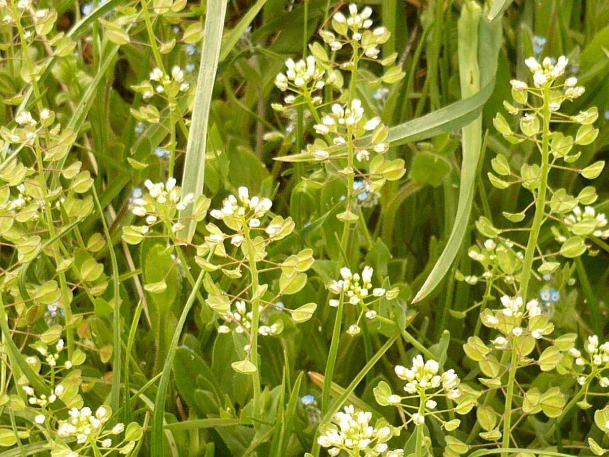 Microthlaspi perfoliatum (Brassicaceae)